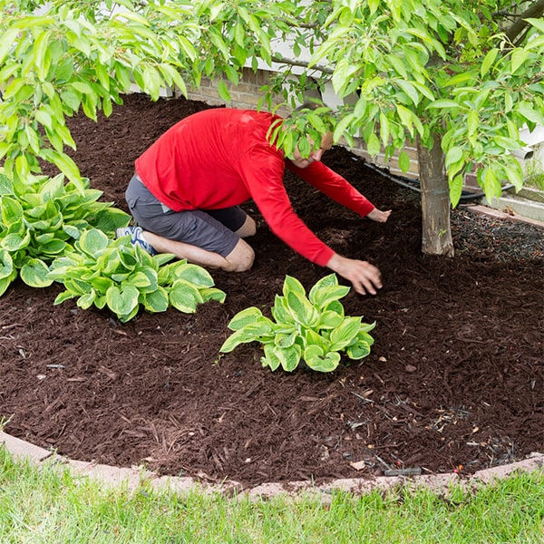 mulch installation helps conserve soil moisture, suppress weeds, and improve the overall appearance of your landscape